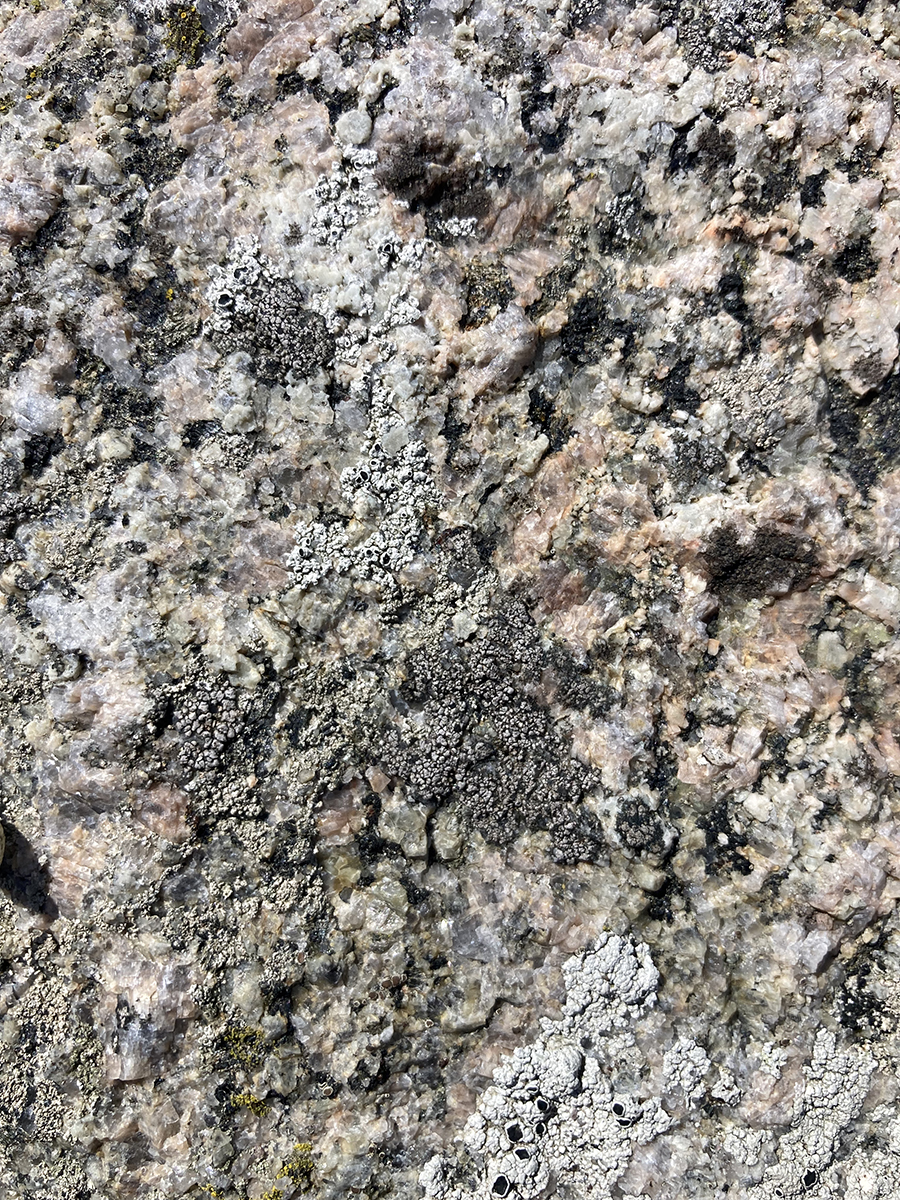 Rhizocarpon richardii (door Boy Possen)