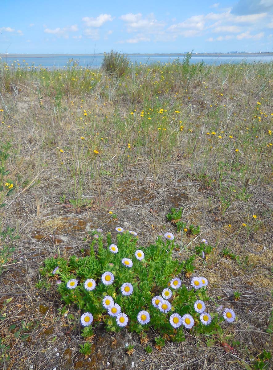 Erigeron glaucus (door Ed Stikvoort | Saxifraga.nl)