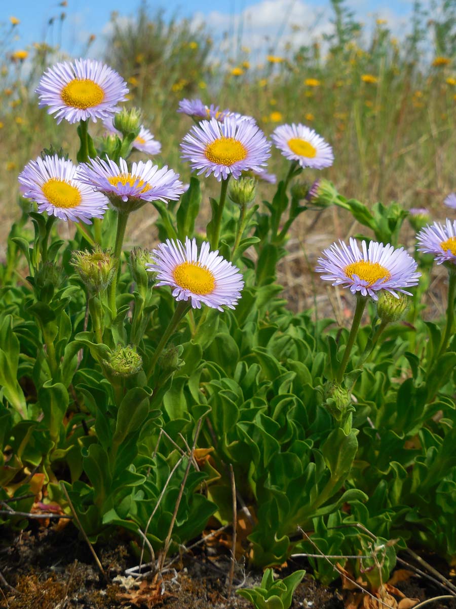 Erigeron glaucus (door Ed Stikvoort | Saxifraga.nl)