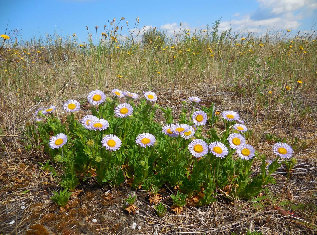 Erigeron glaucus (door Ed Stikvoort | Saxifraga.nl)