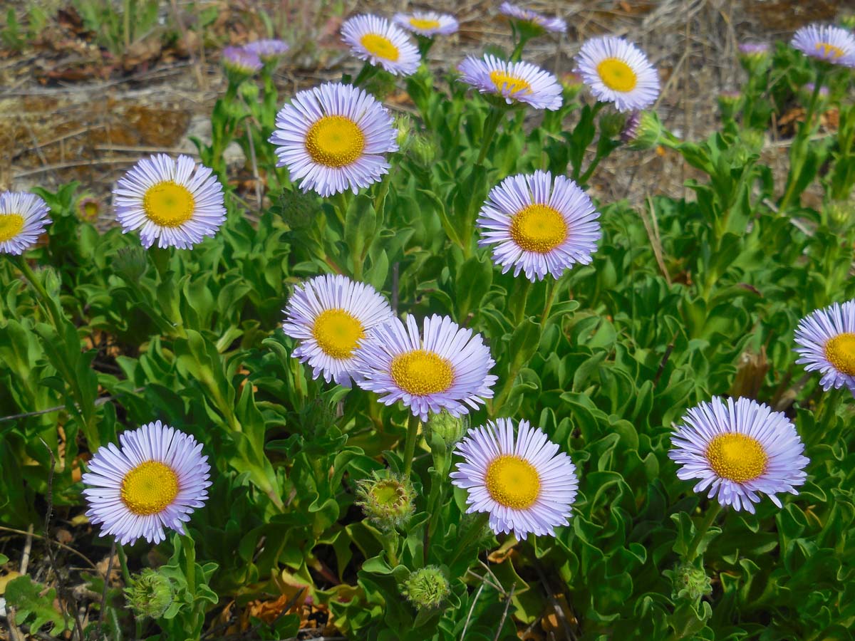 Erigeron glaucus (door Ed Stikvoort | Saxifraga.nl)