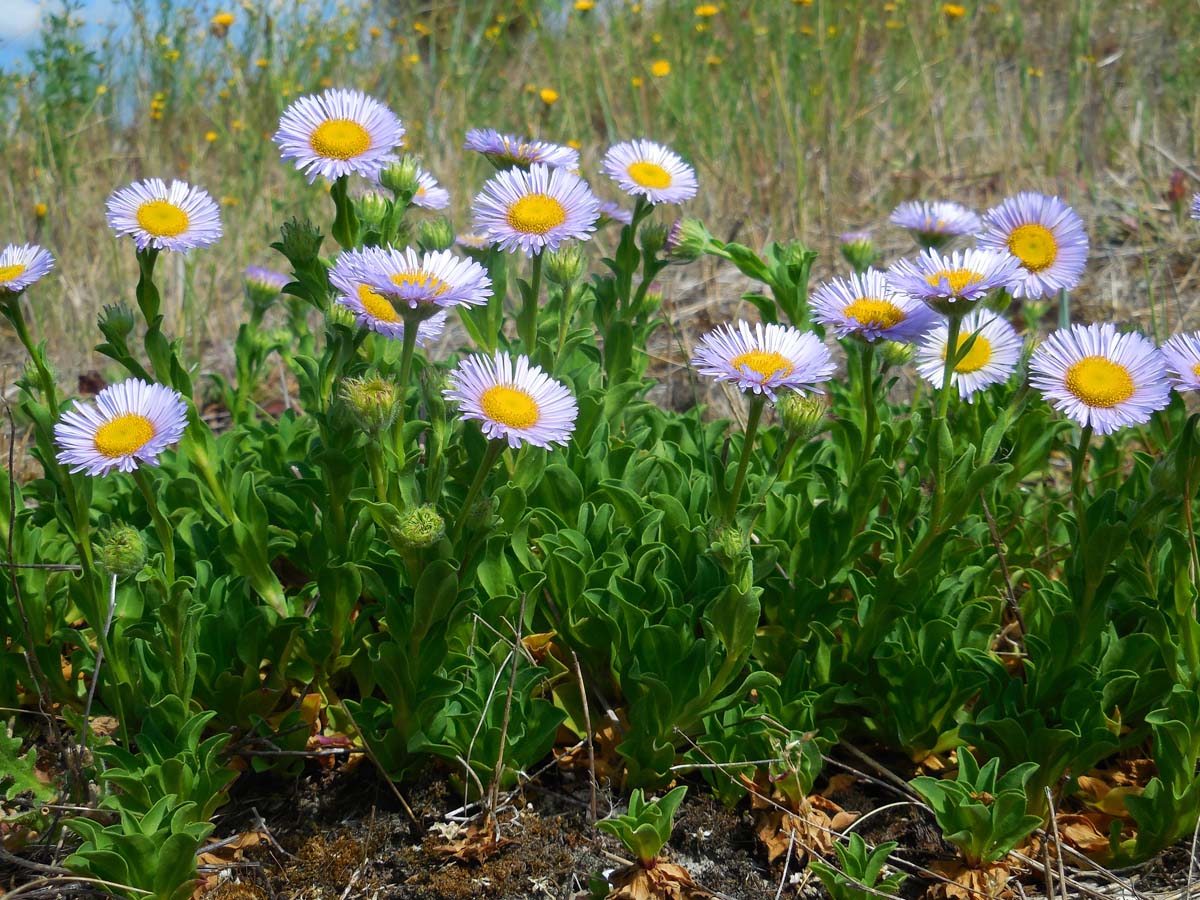 Erigeron glaucus (door Ed Stikvoort | Saxifraga.nl)