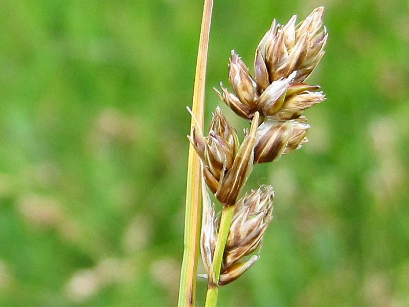 Carex divisa (door Grada Menting)