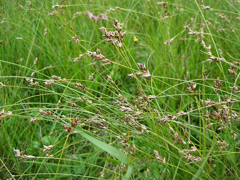 Carex divisa (door Grada Menting)