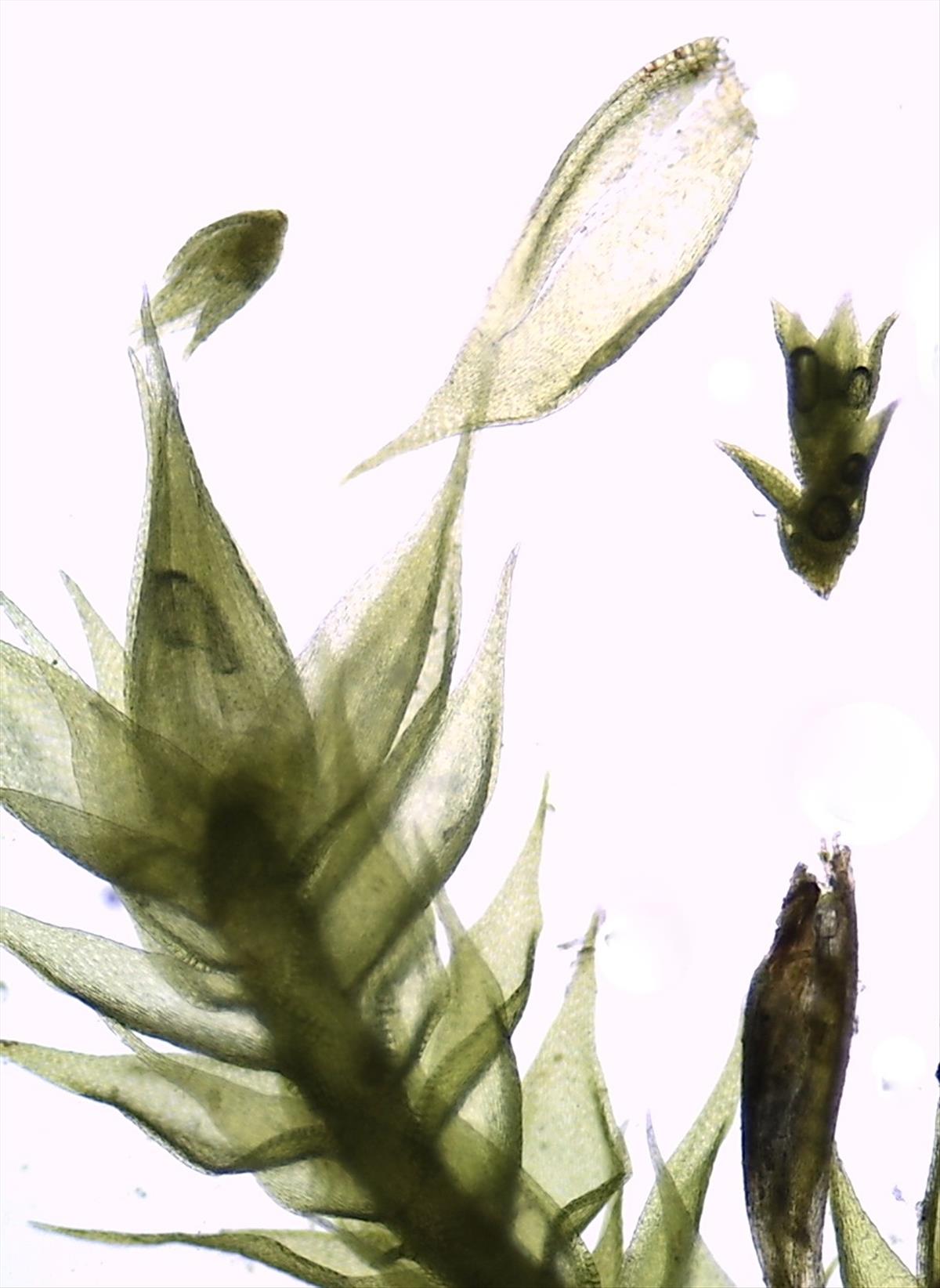 Platygyrium repens (door Herma Visscher)