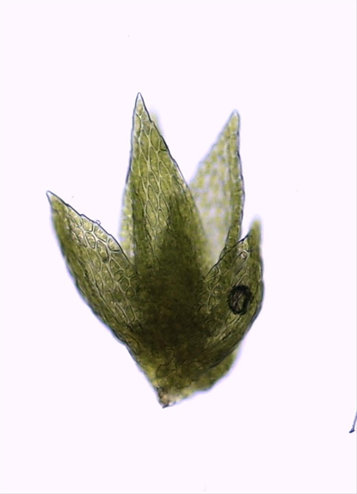 Platygyrium repens (door Herma Visscher)