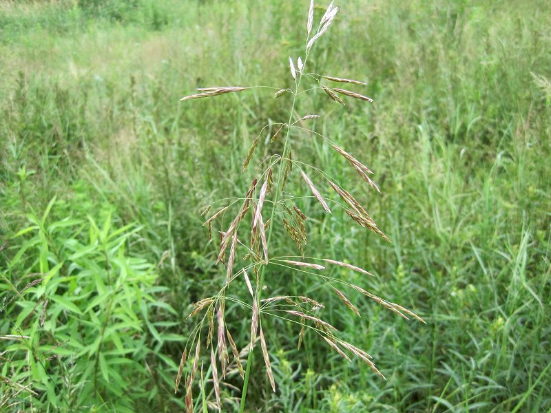 Bromopsis inermis subsp. inermis (door Grada Menting)