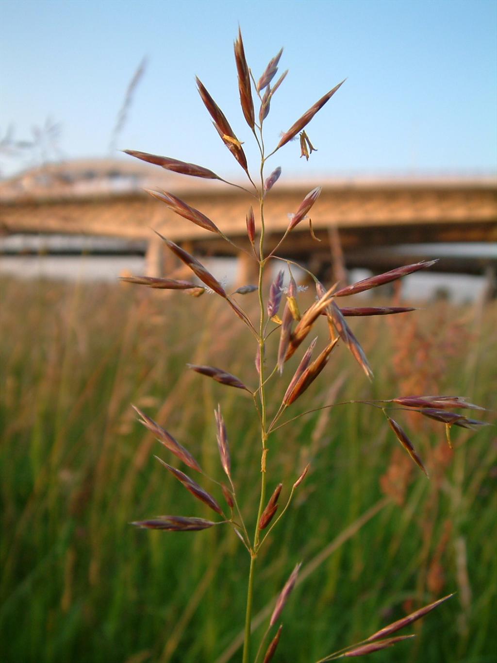 Bromopsis inermis (door Dick Kerkhof)