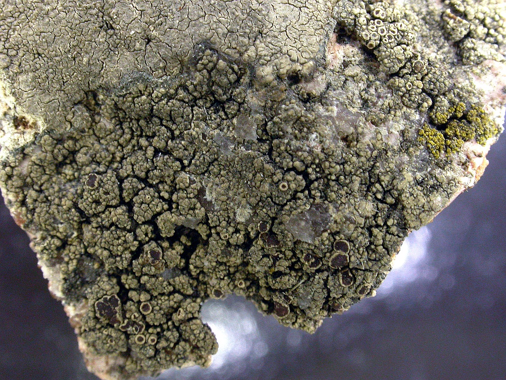 Lecanora frustulosa (door Kok van Herk)