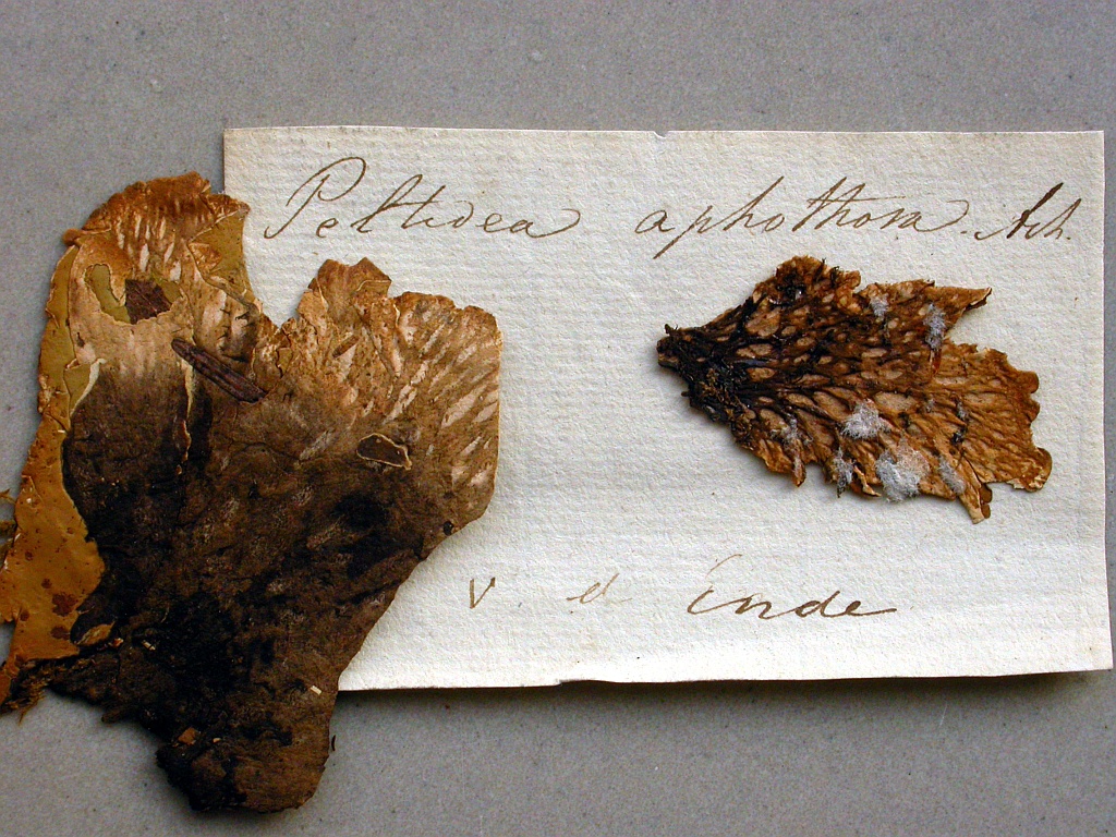 Peltigera leucophlebia (door Kok van Herk)