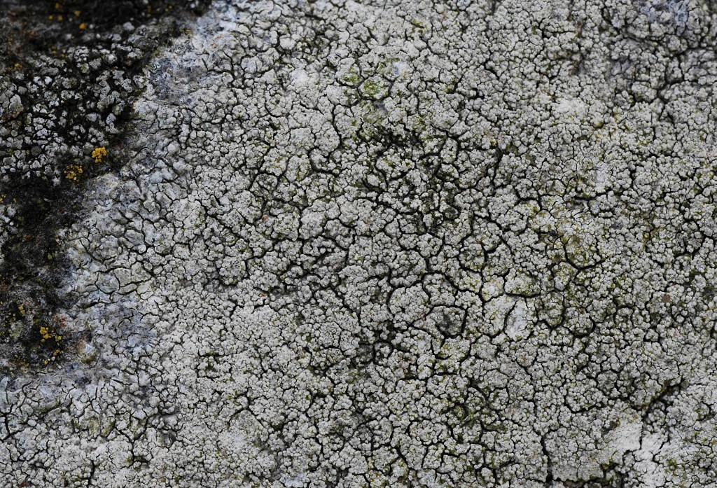 Pertusaria lactescens (door Arjan de Groot)