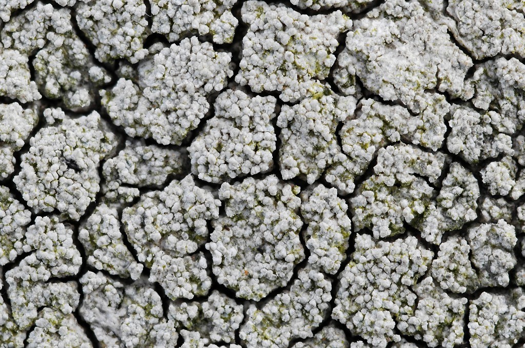 Pertusaria lactescens (door Arjan de Groot)