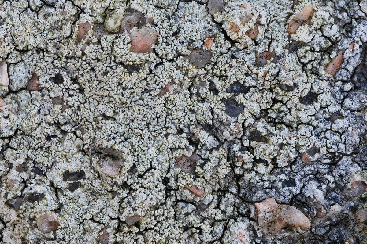 Pertusaria lactescens (door Arjan de Groot)