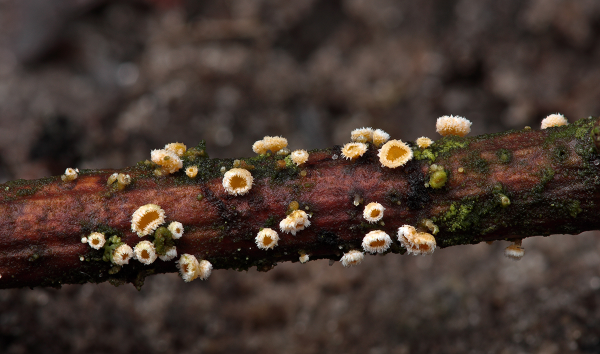 Capitotricha bicolor (door Sjoerd Greydanus)