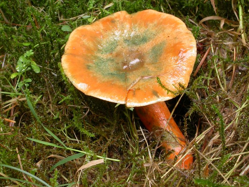 Lactarius deterrimus (door Laurens van Run)