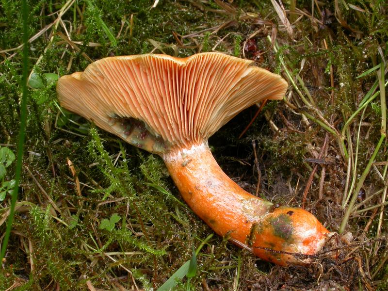 Lactarius deterrimus (door Laurens van Run)