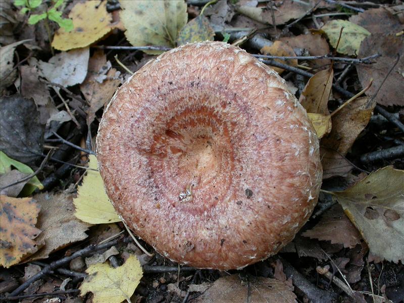 Lactarius torminosus (door Laurens van Run)