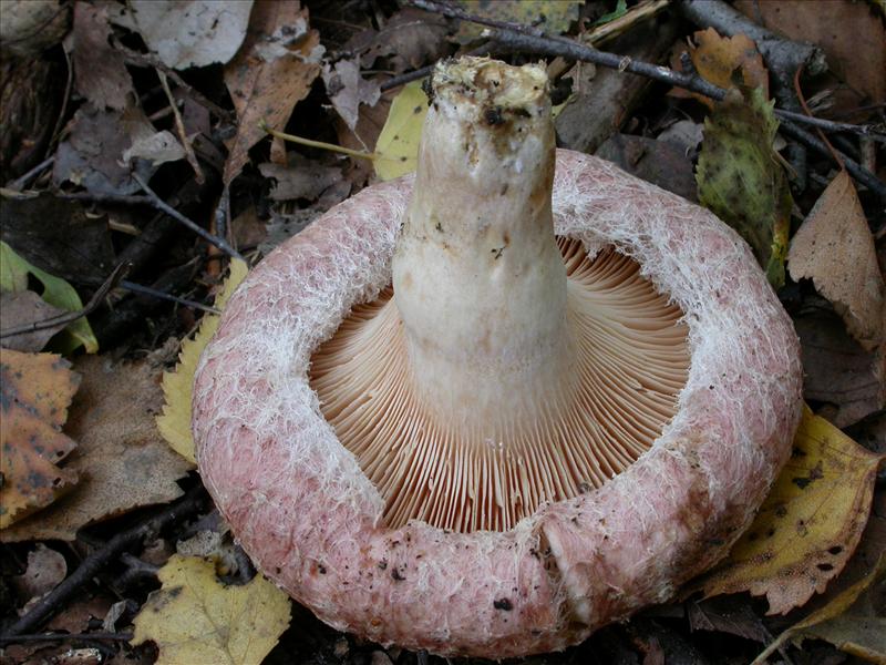 Lactarius torminosus (door Laurens van Run)