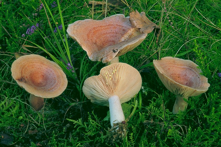 Lactarius chrysorrheus (door Eef Arnolds)