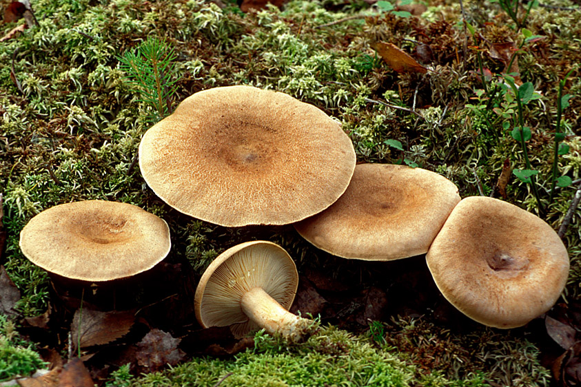 Lactarius helvus (door Henk Huijser)