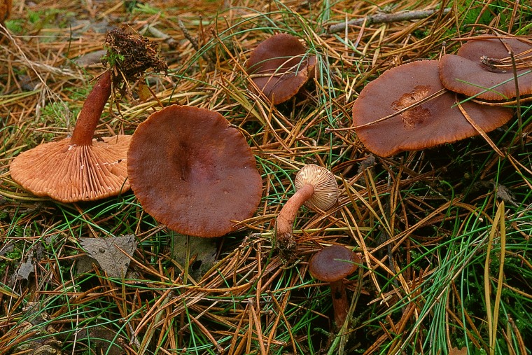 Lactarius hepaticus (door Eef Arnolds)