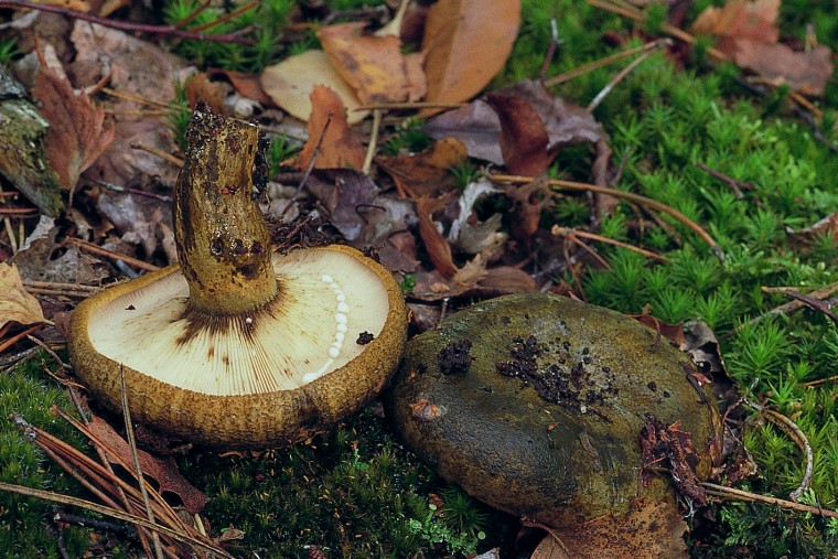 Lactarius necator (door F.A. van den Bergh)