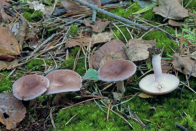 Lactarius vietus (door F.A. van den Bergh)