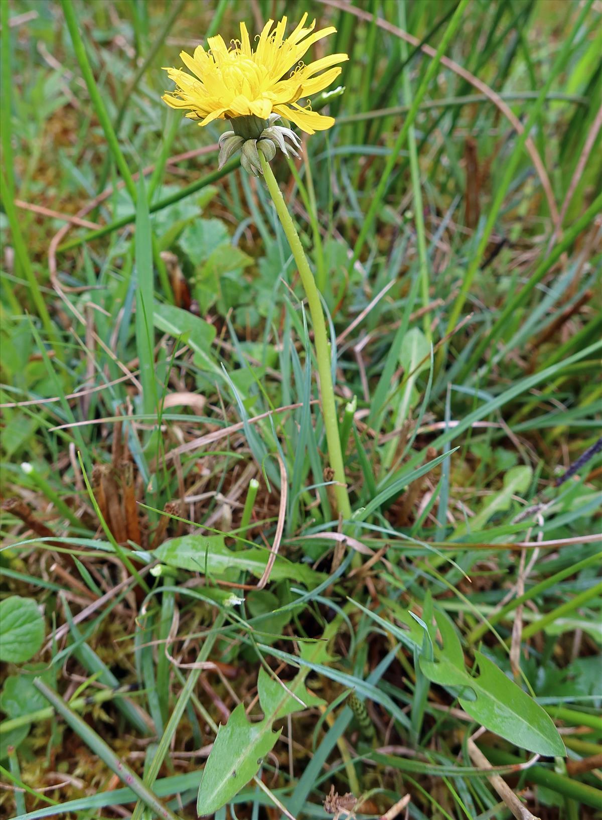 Taraxacum laeticolor (door Otto Zijlstra)