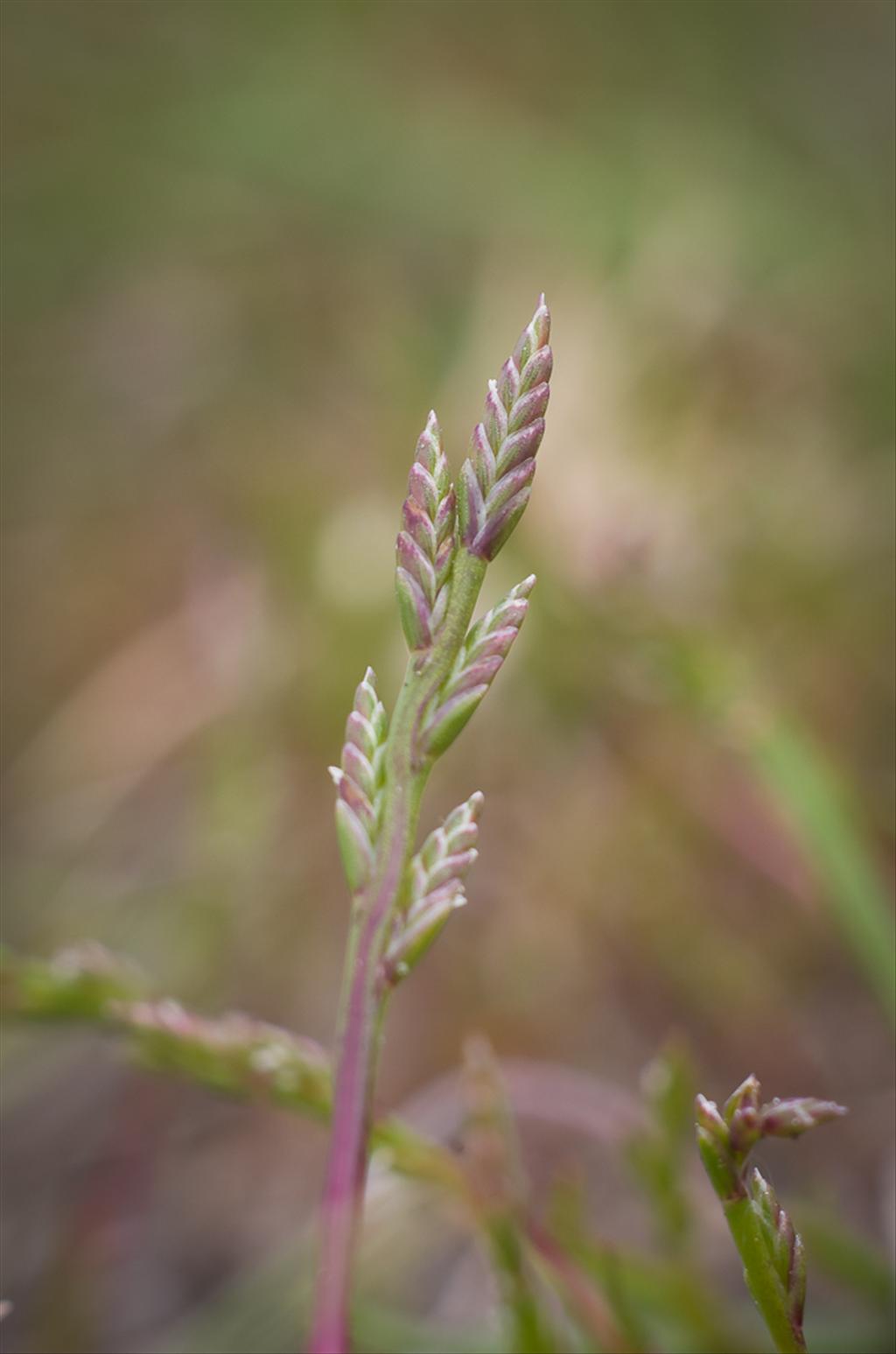 Catapodium marinum (door Iris de Ronde)