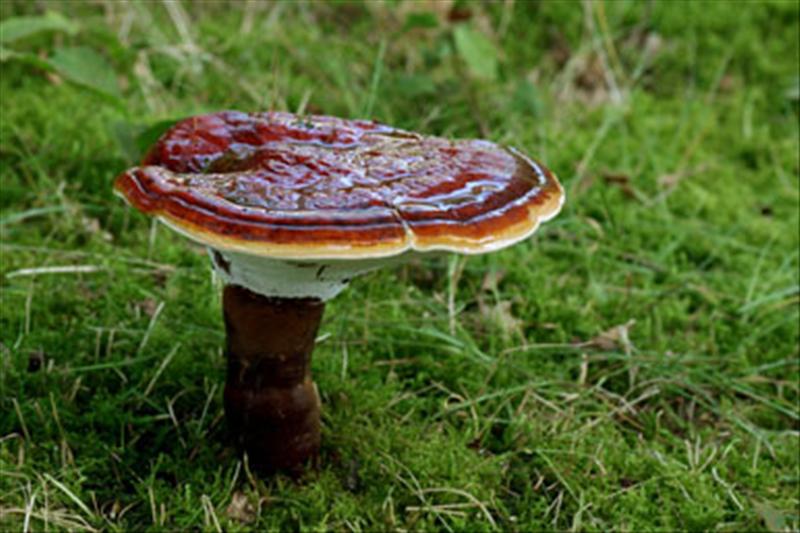 Ganoderma lucidum (door Fons. Kolkman)