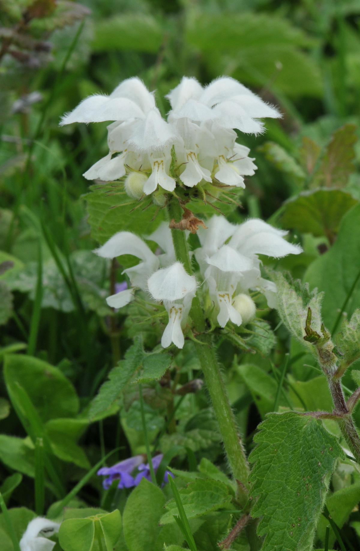 Lamium album (door Hans Toetenel)