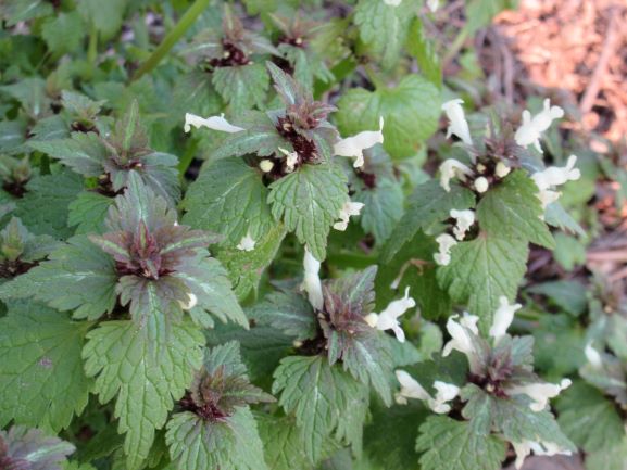 Lamium bifidum (door Andries van Renssen)