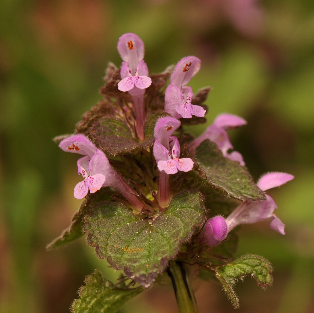 Lamium purpureum (door Willie Riemsma)