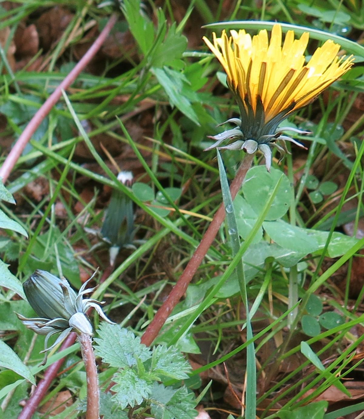 Taraxacum lamprophyllum (door Otto Zijlstra)