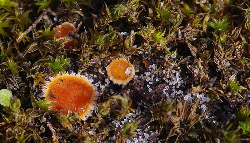 Lamprospora tortulae-ruralis (door Hans Adema)