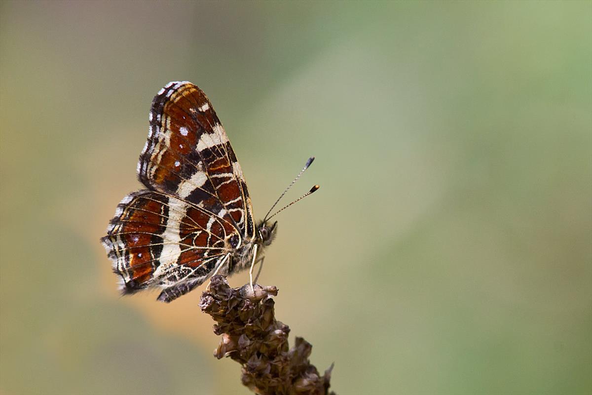 Araschnia levana (door John Breugelmans)