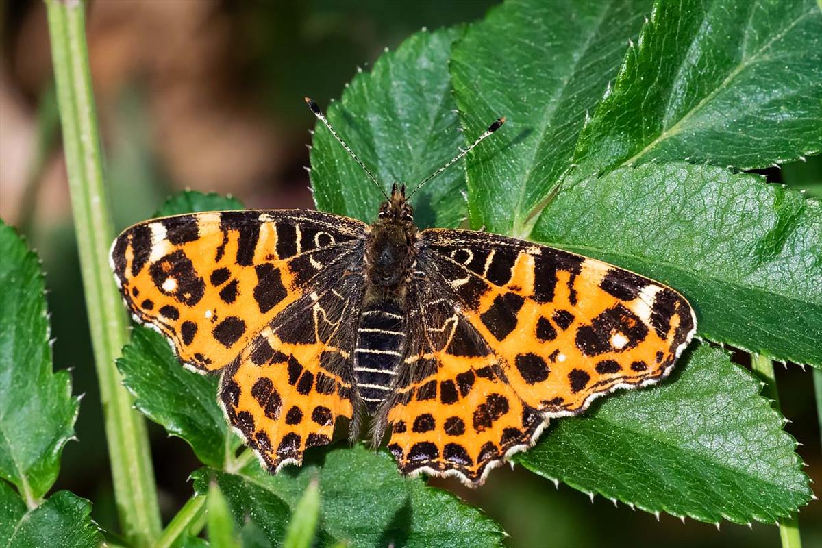 Araschnia levana (door John Breugelmans)