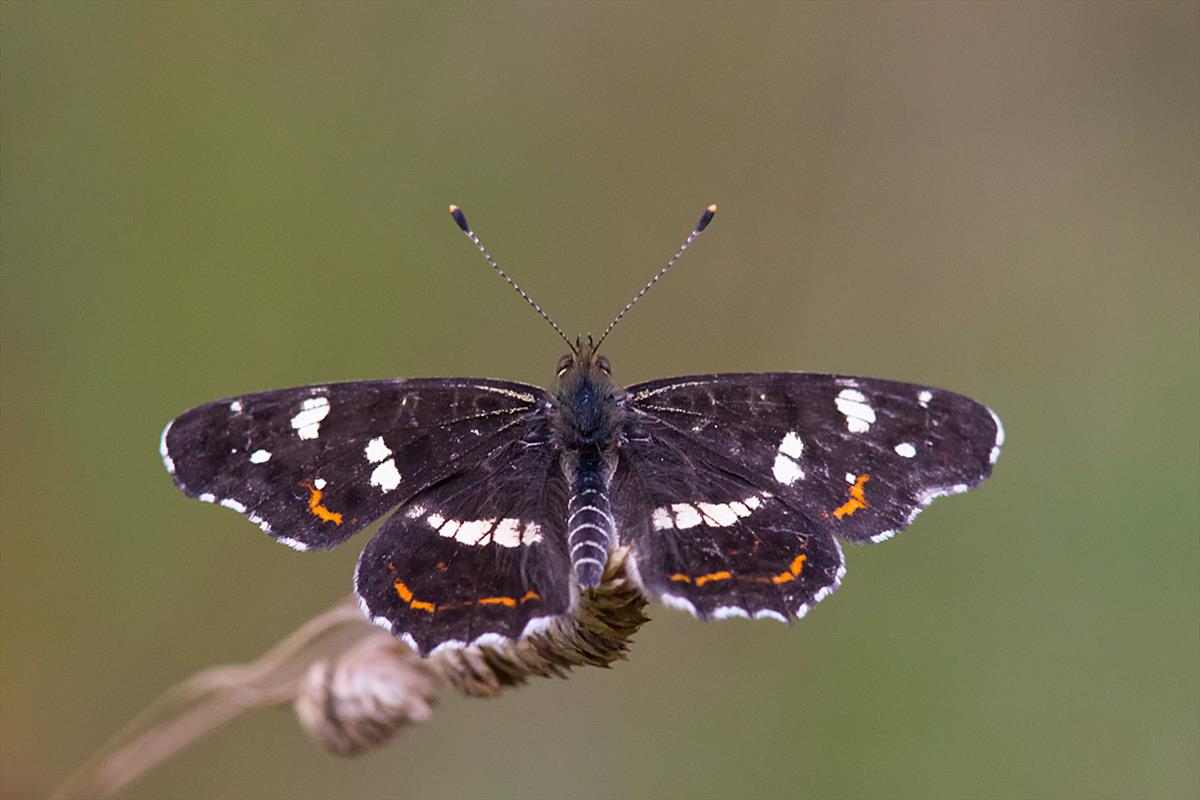 Araschnia levana (door John Breugelmans)