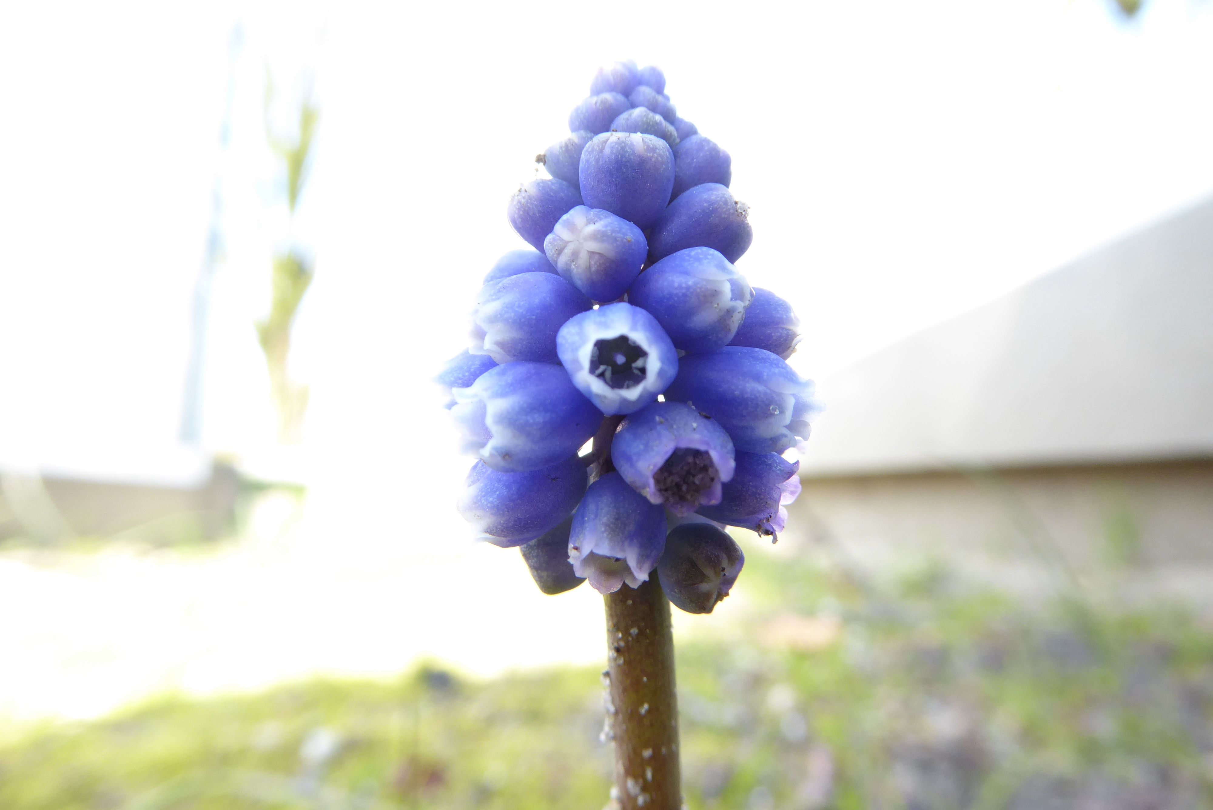 Muscari armeniacum (door Koen van Zoest)