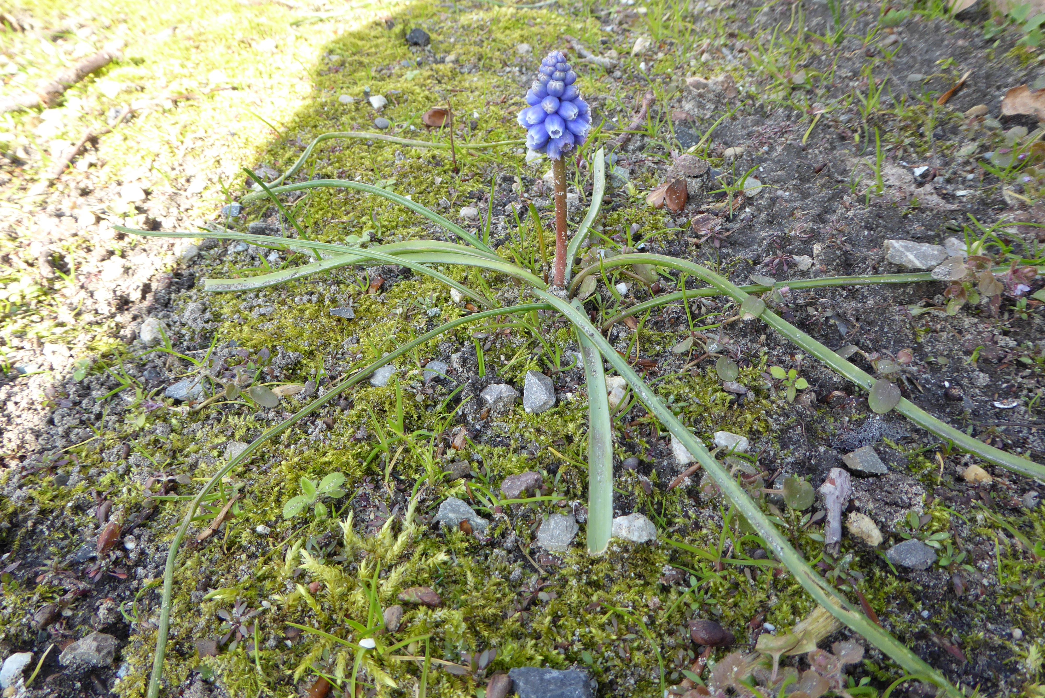 Muscari armeniacum (door Koen van Zoest)