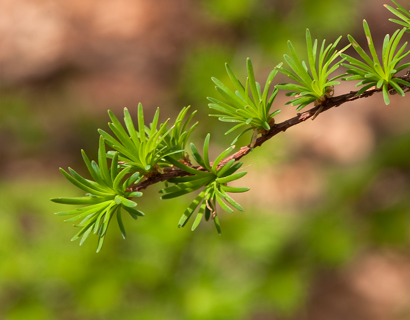 Larix decidua (door Wijnand van Buuren)