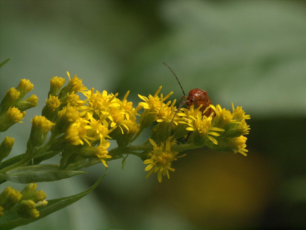 Solidago gigantea (door Peter Hegi)