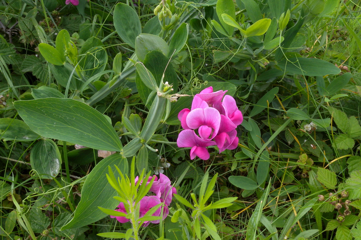 Lathyrus latifolius (door Hans Toetenel)