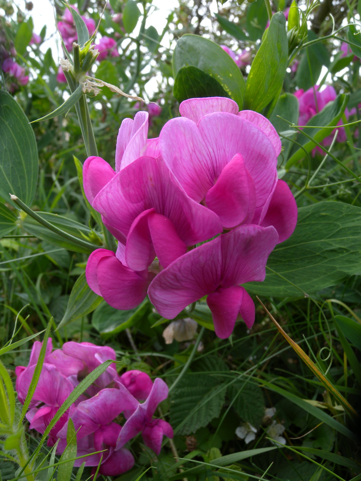 Lathyrus latifolius (door Hans Toetenel)