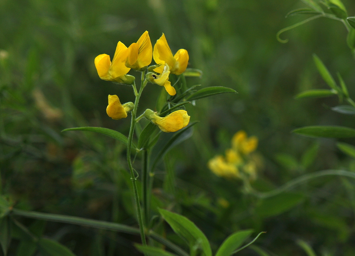 Lathyrus pratensis (door Willie Riemsma)