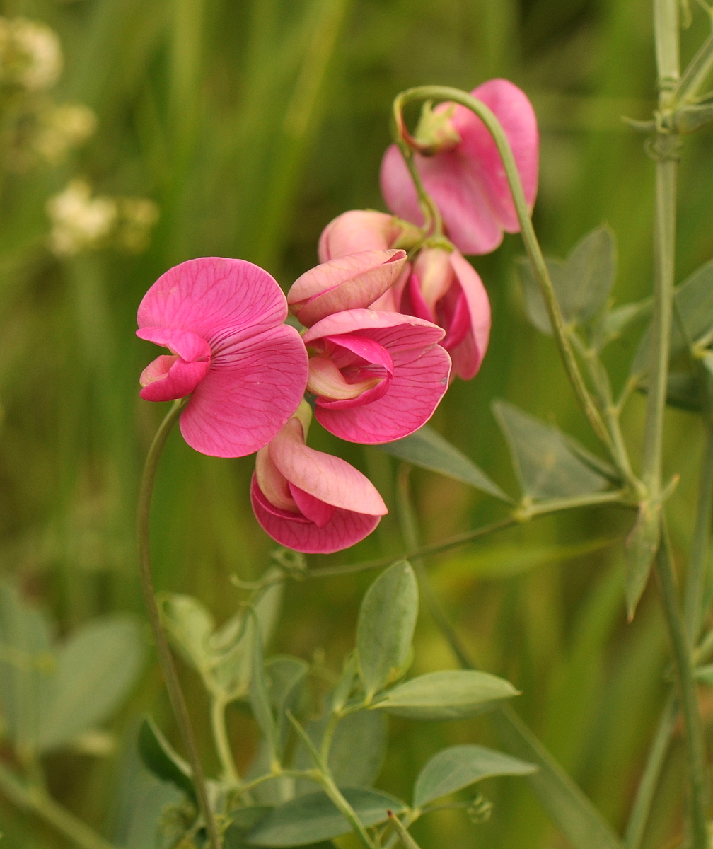 Lathyrus tuberosus (door Willie Riemsma)