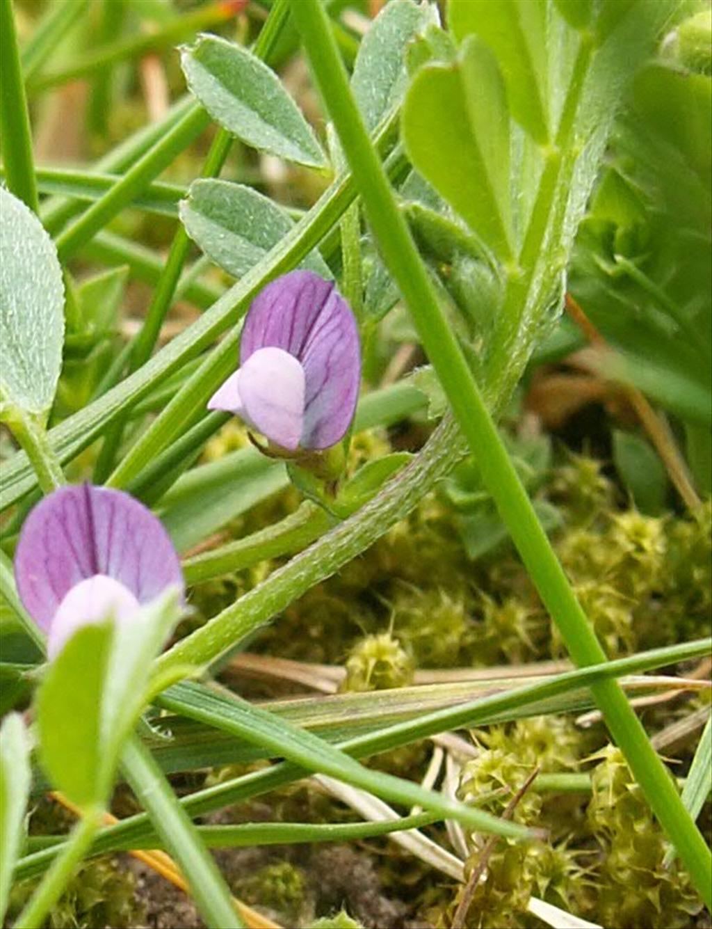 Vicia lathyroides (door Han Beeuwkes)