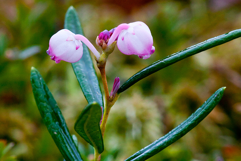 Andromeda polifolia (door John Breugelmans)