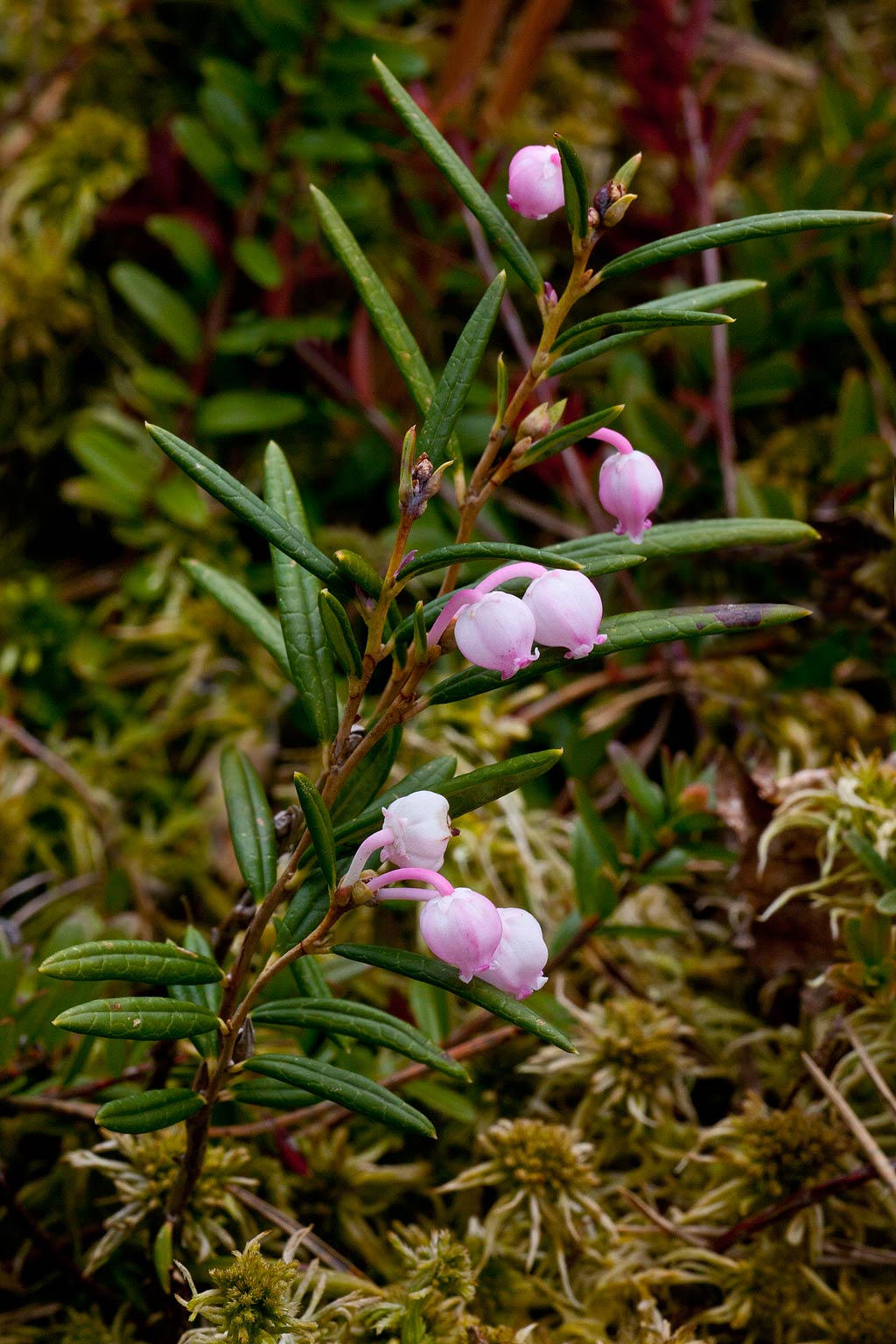 Andromeda polifolia (door John Breugelmans)