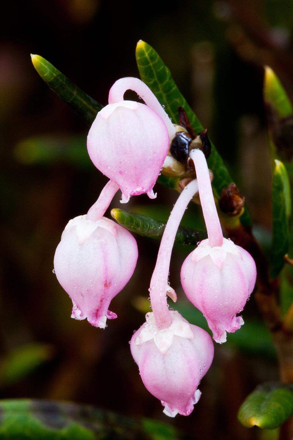 Andromeda polifolia (door John Breugelmans)